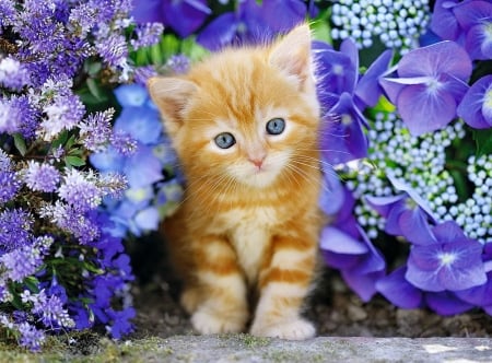 Kitty in the garden - summer, beautiful, sweet, cat, flowers, fluffy, kitten, garden, cute, adorable, kitty