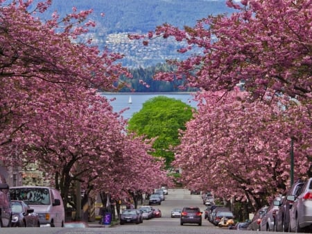 Vancouver Cherry Blossom Festival - blooming, trees, city, strees, cars, washington dc, spring