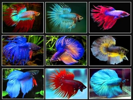 Sea the beauty-1 - tails, colors, fins, display