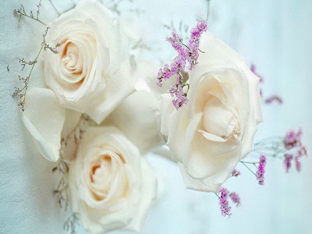 Delicate beauty - flowers, white, roses, beauty