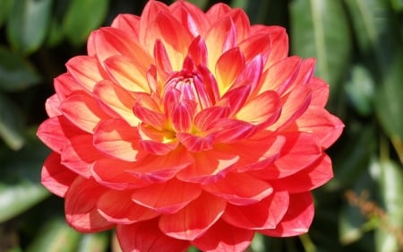 DAHLIA - leaves, petals, nature, colors