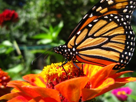 MONARCH - FLOWER, WINGS, LEAVES, PETALS