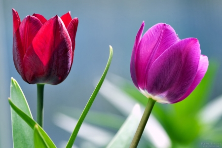 TULIPS - leaves, stems, petals, colors