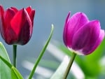 TULIPS