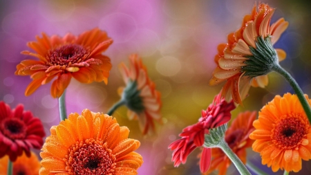 GERBERAS - stems, petals, nature, colors