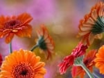 GERBERAS