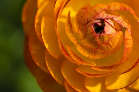 RANUNCULUS - orange, flower, petals, nature