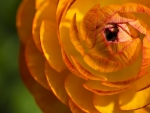 RANUNCULUS