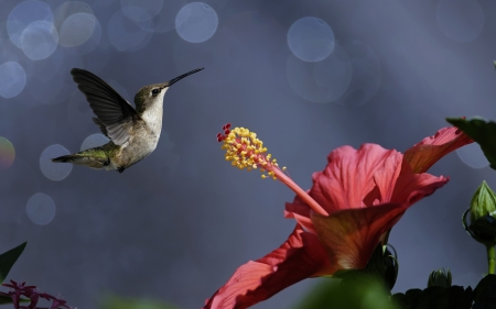 HUMMINGBIRD - wings, leaves, flower, colors