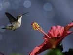 HUMMINGBIRD