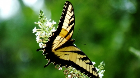 MONARCH - INSECT, FLOWER, WINGS, COLORS