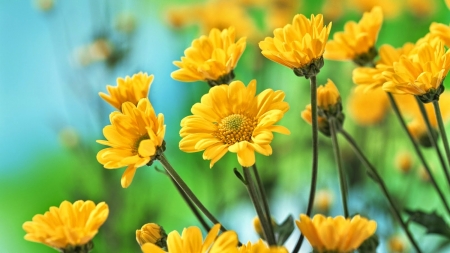 DAISIES - leaves, stems, petals, colors