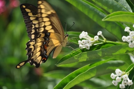 MONARCH - flowers, wings, leaves, insect