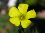 OXALIS