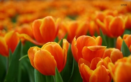 TULIPS - leaves, orange, petals, green