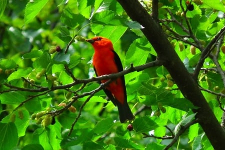 TANAGER - leaves, tree, feathers, limbs