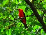 TANAGER