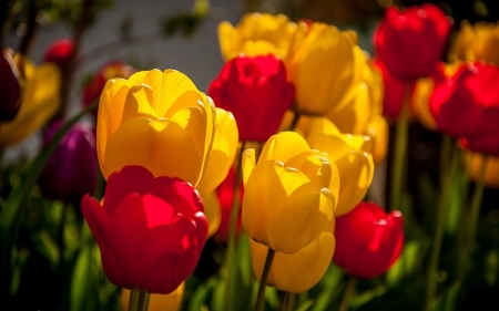 TULIPS - red, petals, leaves, yellow, stems