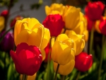 TULIPS