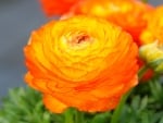 RANUNCULUS