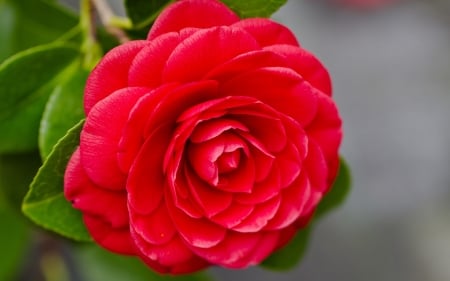 CAMELLIA - leaves, petals, colors, stem