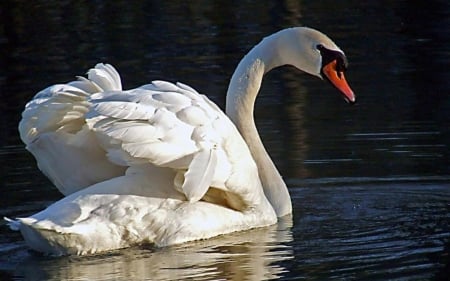 SWAN - wings, water, feathers, waves