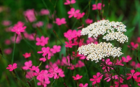 FLOWERS - leaves, stems, petals, colors