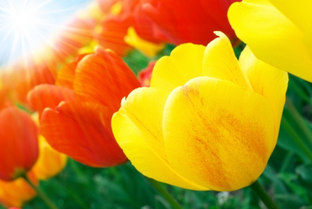 TULIPS - leaves, petals, nature, colors