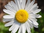 DAISY