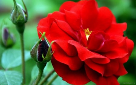 FLOWER - leaves, petals, colors, stem