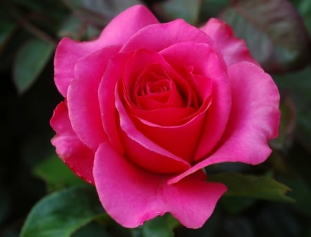 ROSE - leaves, petals, pink, green