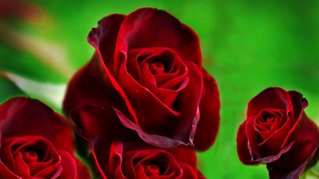 ROSES - red, petals, nature, green