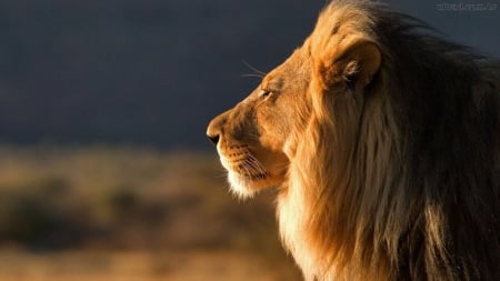 LEO THE LION - PROFILE, BIG, CAT, MANE