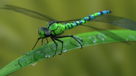 Dragonfly - green, wings, libelula, insect, dragonfly