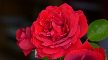 Rose - red, flower, trandafir, rose