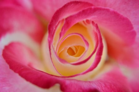 Rose - flower, rose, pink, trandafir, yellow, skin