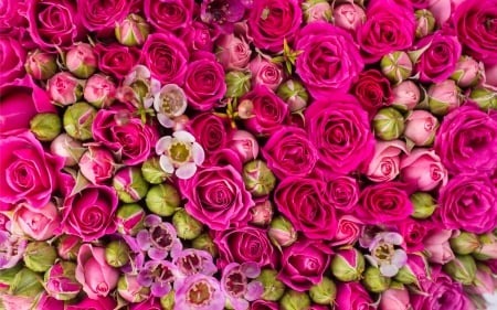 Summer flowers - trandafir, skin, pink, wall, green, summer, rose, flower