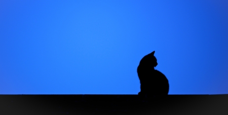 Cat - silhouette, vector, cat, blue, animal, pisica, black