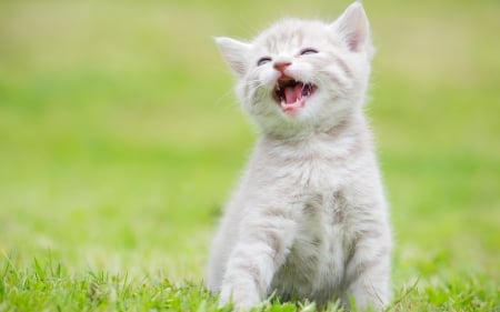 Kitten - white, cat, animal, green, cute, pisica, kitten