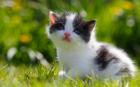 Kitten - white, cat, animal, green, summer, black, pisica, kitten