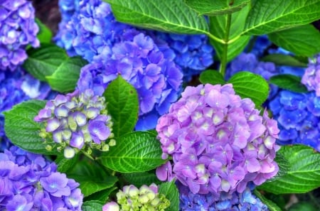 Hydrangea - pink, blue, green, hydrangea, summer, flower