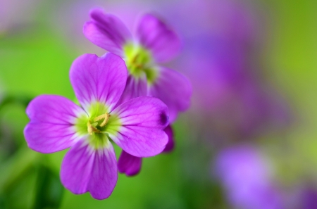 Little flowers - flower, purple, pink, little, yellow, green