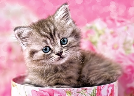 Sweet Kitten - Animals, Kitten, Cat, sweet