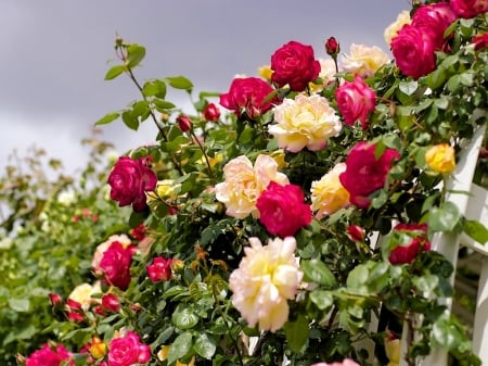 Colorful Roses - nature, pretty, rose, flower