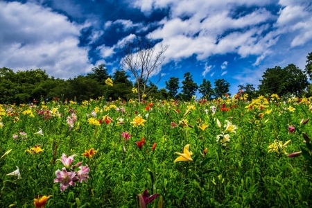 Flower Meadow - lilies, blossoms, petals, colors, plants