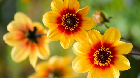 Paradise Flowers - flowers, yellow, red, amazing