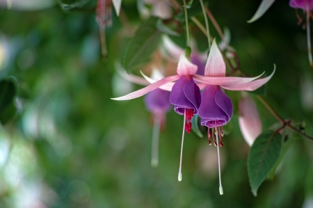 So beautiful flowers - garden, flower, purple, amazing