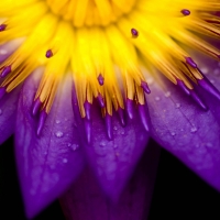 purple-water-lily-flower