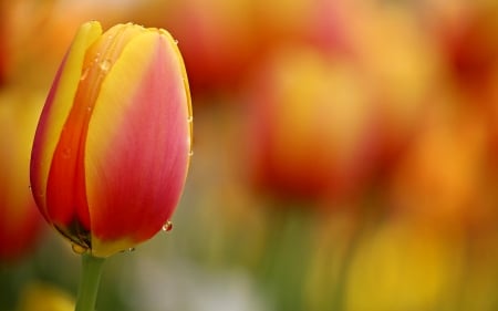 Tulip - flower, orange, nature, amazing