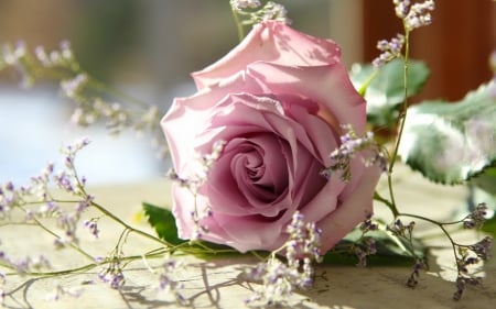 Beautiful pink rose - fragrance, rose, pretty, pink, petals, beautiful, leaves, scent, flower